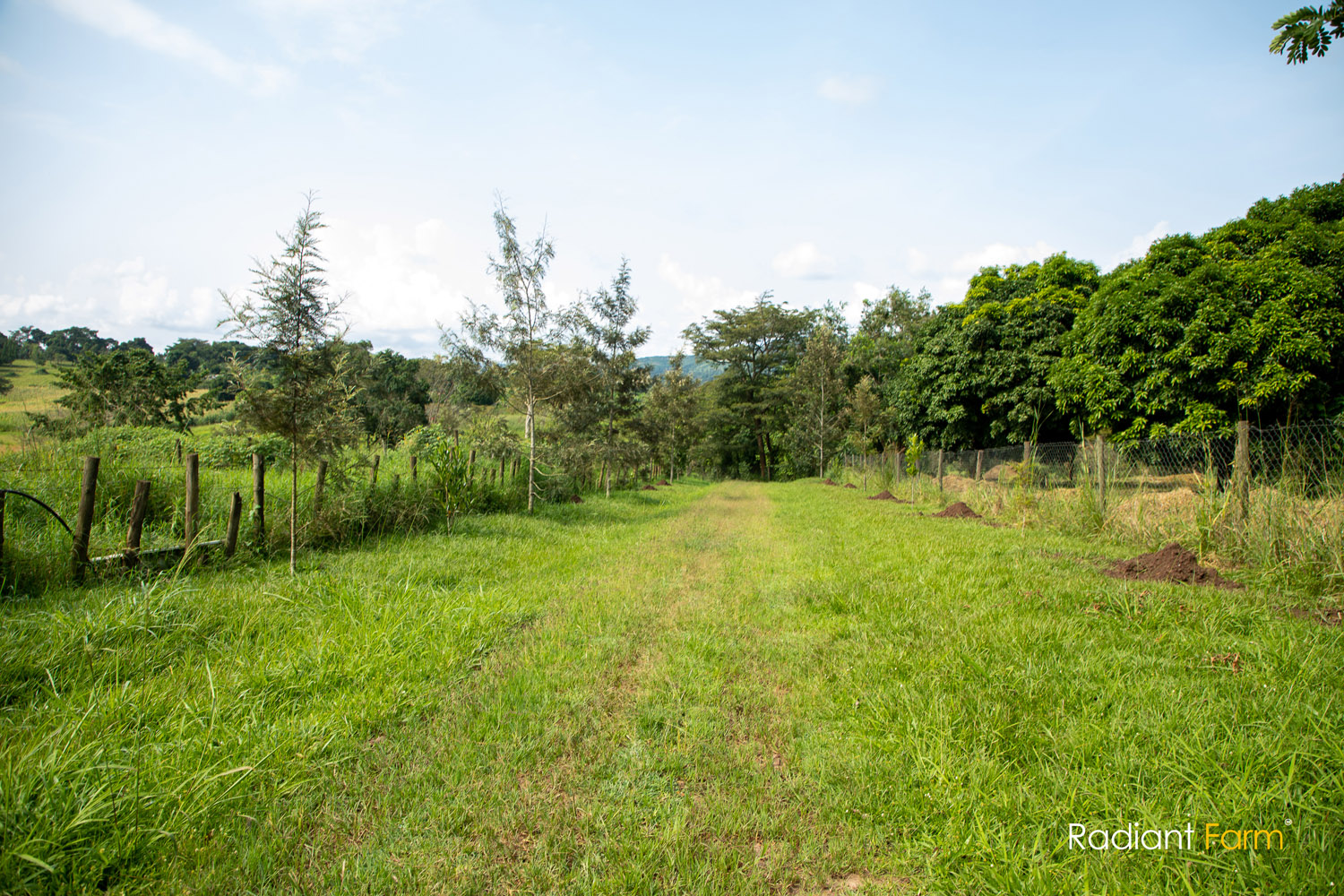 Why Your Cows Might Be Secretly Starving (Even When They're Fed)