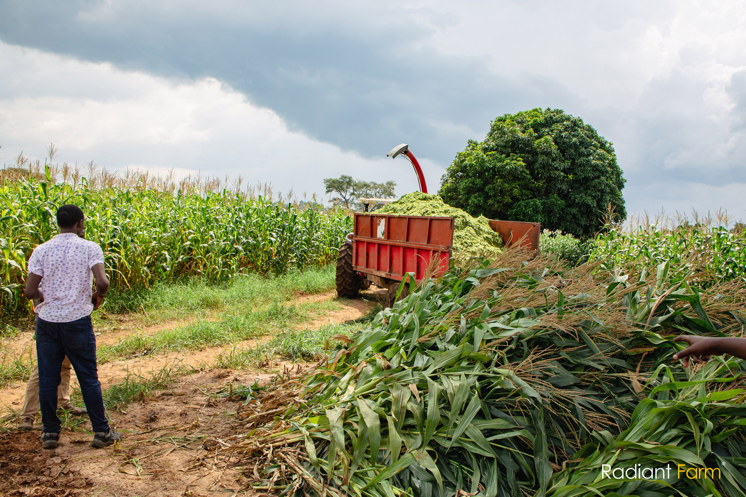 The Dry Season Dilemma: How Farmers Are Securing Feed Year-Round