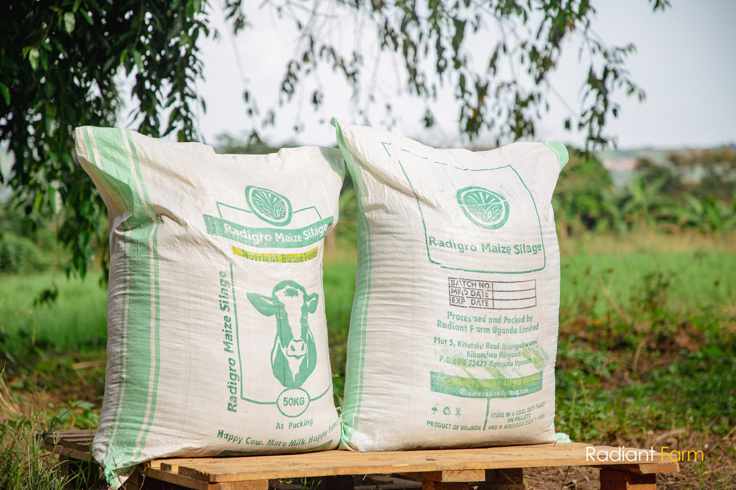 Tips for Effective Animal Feeding During the Festive Season