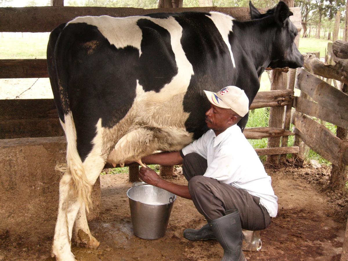 Common Feeding Mistakes That Reduce Milk Production in Uganda