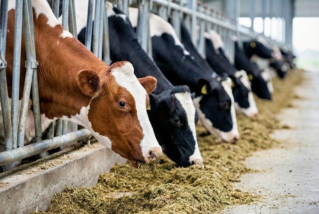 How Much Feed Does a Dairy Cow Really Need Per Day?