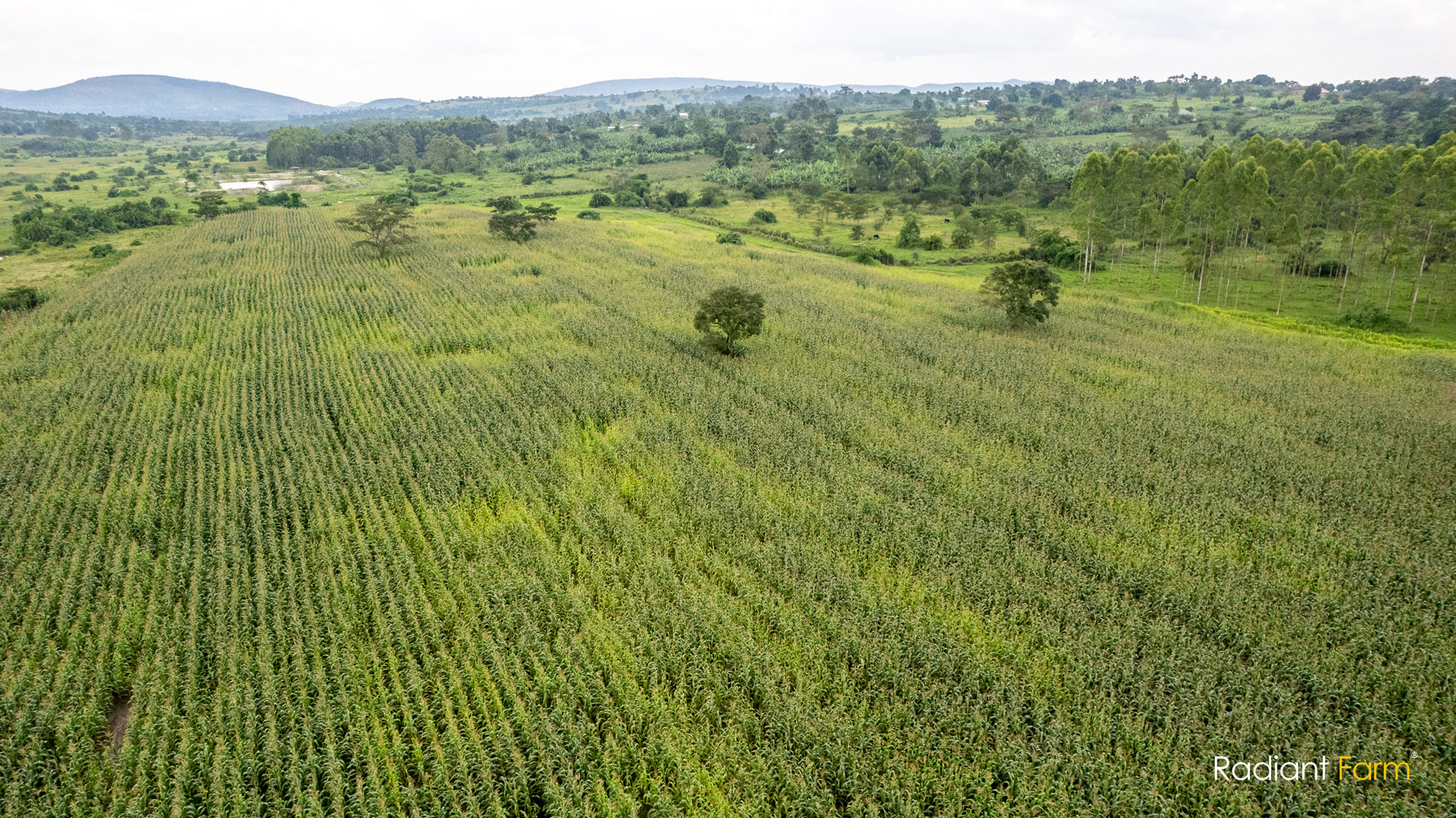 Reliable Supply Chain